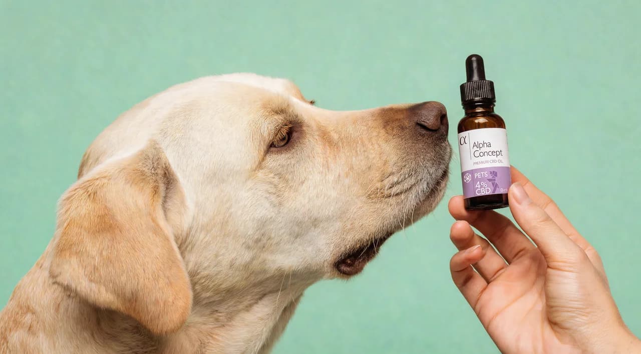 Labrador njuška bočicu Alpha Concept CBD ulja za ljubimce 4%