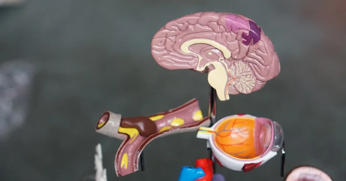 Anatomski modeli ljudskog mozga, krvnog suda i oka na stalku, ilustracija endokanabinoidnog sistema