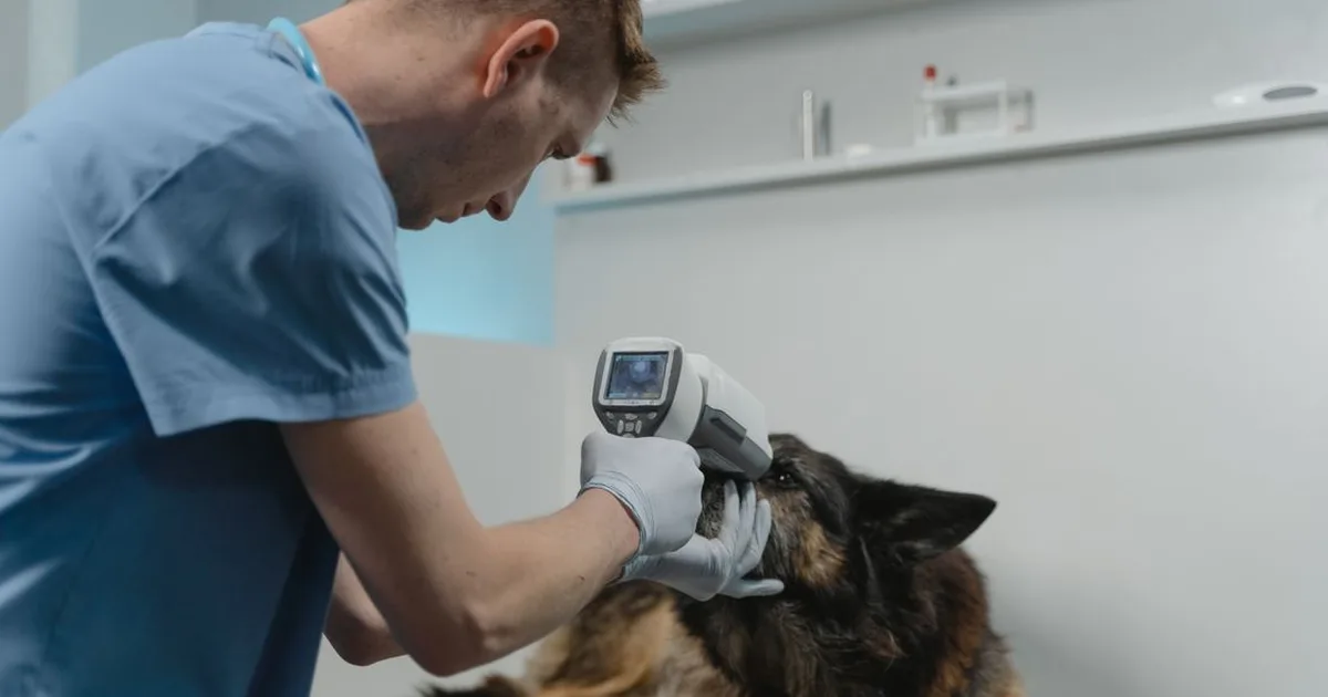 Veterinar u plavoj uniformi pregledava njemačkog ovčara ručnim uređajem u ordinaciji